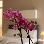 Διαμέρισμα Domus *