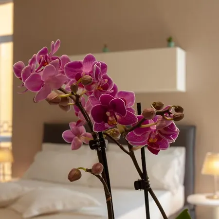 Apartment Domus *